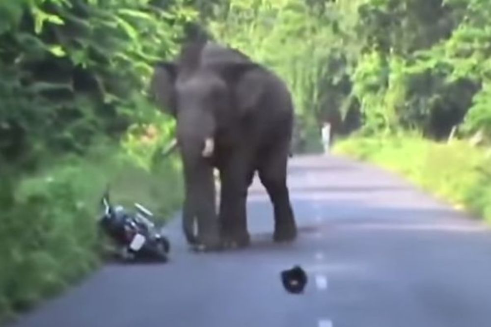 Motorista u begu od slona koji ne voli motore (VIDEO)