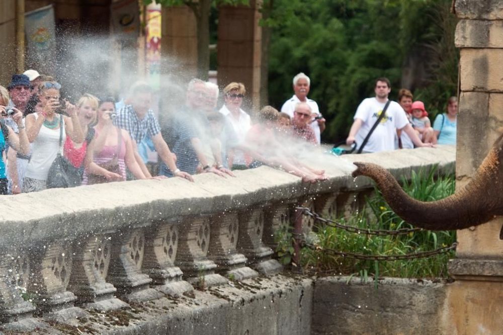 15 stvari koje svaki ljubitelj slonova mora da poseduje (FOTO)