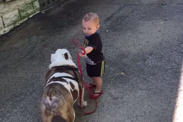 Preslatki BEBAC baš bi da prošeta tvrdoglavog BULDOGA, ali mu ne ide! (VIDEO)