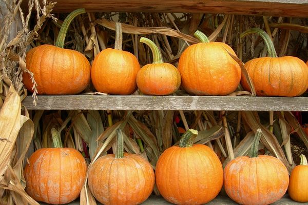 Čudo neviđeno u Nišu: Bundeva na jabuci teška 20 kilograma!