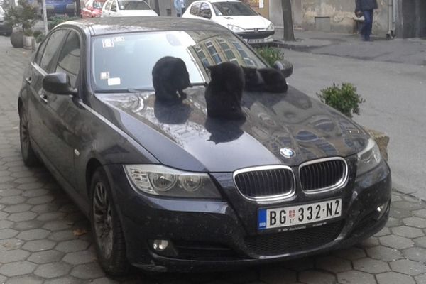 3 crne mačke mu skočile na šoferšajbnu! Čik ako sme da upali auto! (FOTO)