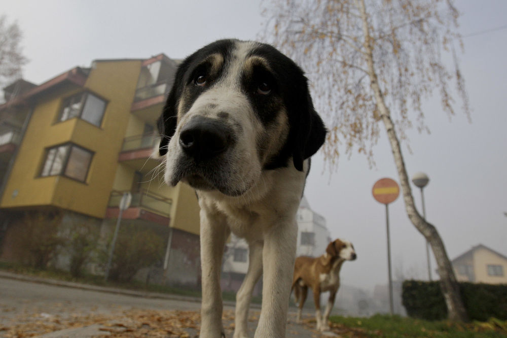 Užas: U Kraljevu otrovano 20 pasa, 11 uginulo, ostali kritično!