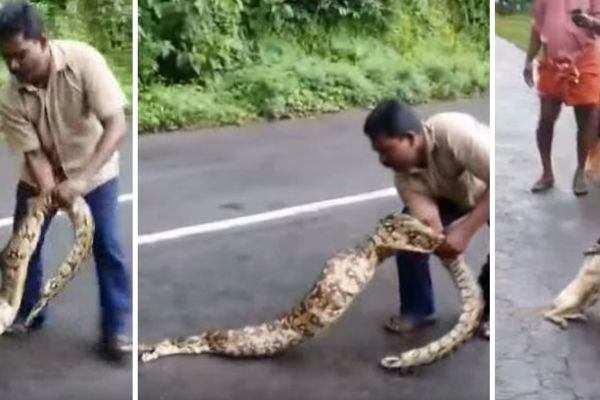 Hrabri Indus golim rukama otvorio čeljusti pitona da bi spasio svoje čeljade! (VIDEO)