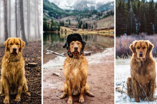 Njegovo putovanje bi svi poželeli: 20 fotografija snežnog retrivera! (FOTO)