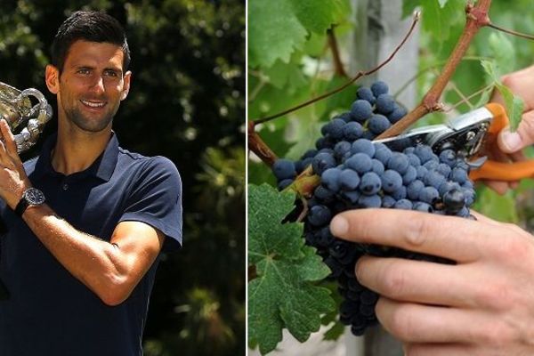 Šta će Novak raditi kad ode u penziju? Đokovići ulažu novac u vinovu lozu (FOTO)