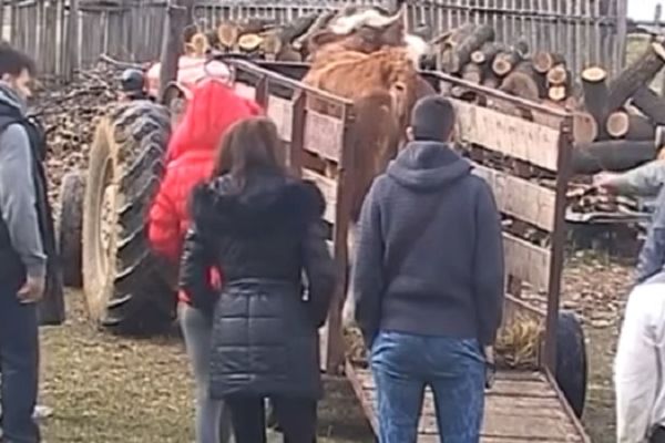 Farmeri se oduševili kada su videli Staniju na imanju u Lisoviću! (VIDEO)