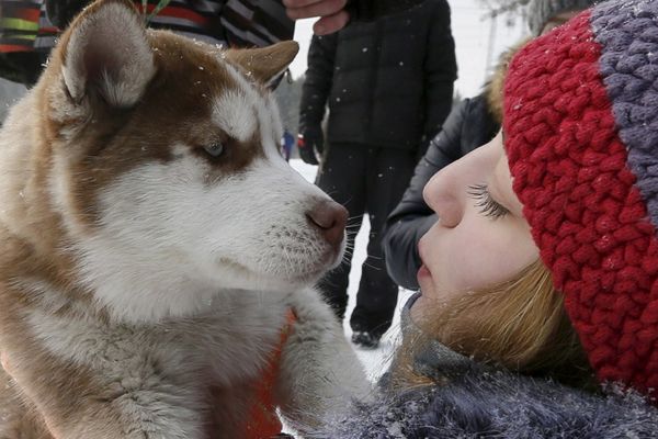 Pitala je haskije da li žele da pevaju sa njom, ovako su joj odgovorili! (FOTO) (VIDEO)