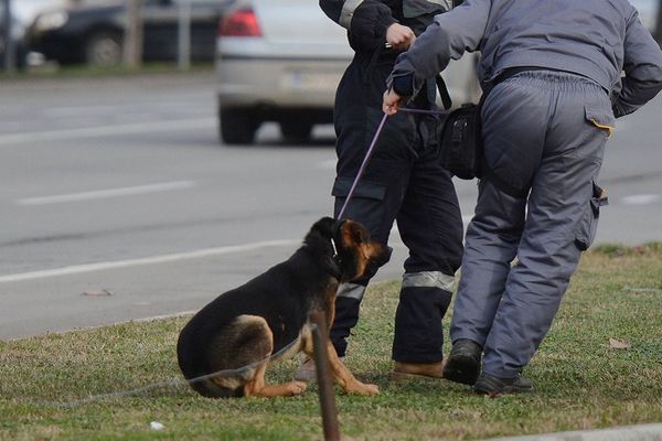 Hajka na krvoločne lutalice po Nišu: Počela akcija hvatanja pasa koji danima napadaju građane!