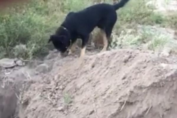 Pozdravio se na neverovatan način: Pas sahranjuje prijatelja (FOTO) (VIDEO)