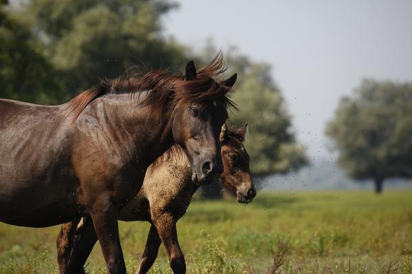 Ova planina je na 3 sata vožnje od Beograda, a nudi pravi beg od stvarnosti: Gde god krenete, konji i priroda!