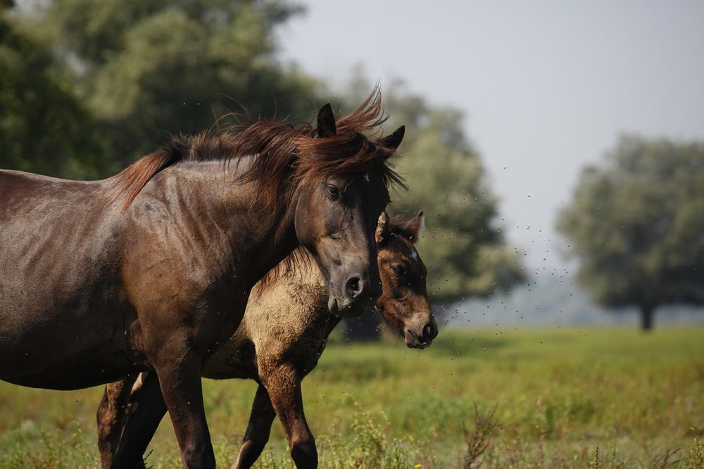 Ova planina je na 3 sata vožnje od Beograda, a nudi pravi beg od stvarnosti: Gde god krenete, konji i priroda!