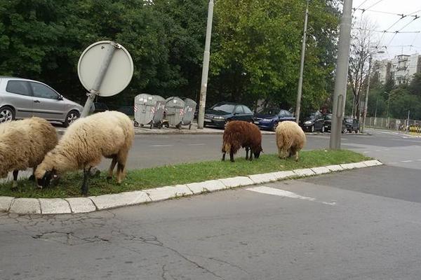 #Onokad sa sela dođeš u BG pa povedeš i ovce! (FOTO)