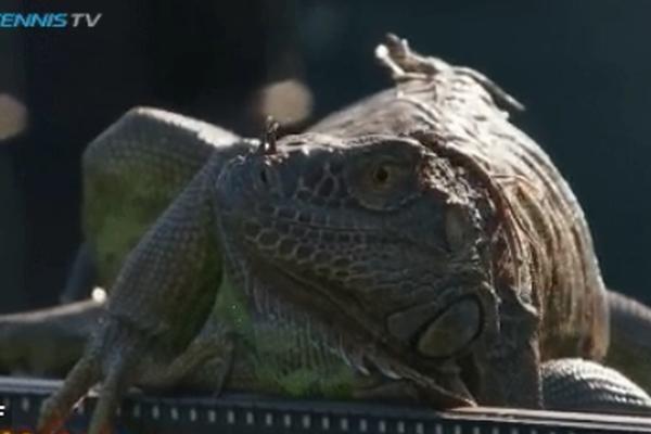 Iguana upala na teniski meč i isprepadala češkog igrača, ali je zato Tomi Has uradio nešto skroz neočekivano! (FOTO) (VIDEO)