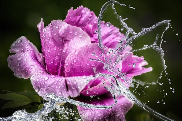 Ovaj cvet donosi veliku sreću u ljubavi! (FOTO) (GIF)