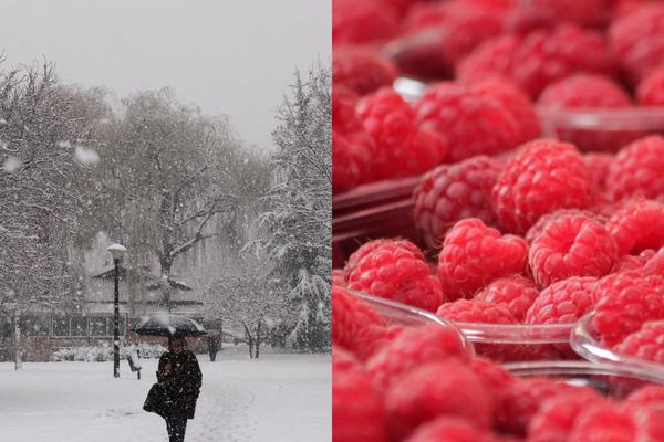 VELIKA NESREĆA SNAŠLA SRBIJU: Sneg uništio maline na području Ljubovije!