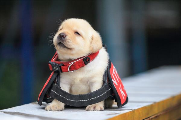 Tajvanski K-9: Kada kriminalci vide novog policajca, bežaće glavom bez obzira! (FOTO)