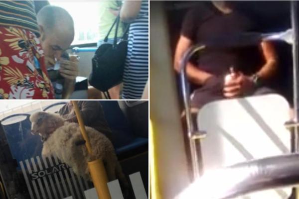 PLJUJU, PSUJU, ŠMRČU, ONANIŠU! Ovo su najluđe scene iz domaćeg gradskog prevoza koje će vas zgranuti! (FOTO) (VIDEO)