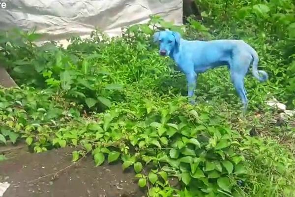 PLAVI PSI ŠETAJU INDIJOM! Nadrealna pojava uplašila sve! (VIDEO)