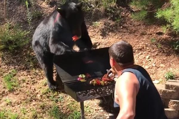 Meda bi kobaju, a nema ništa ni protiv piva! Zverka se okomila na roštilj i neće da ode! (VIDEO)