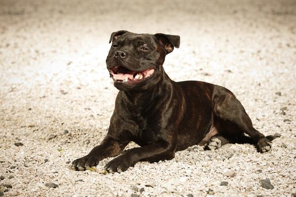 PITBUL JE ČUO VRISAK I POLETEO KA DETETU! Vlasnik psa nije mogao da veruje šta je zatekao! (FOTO)