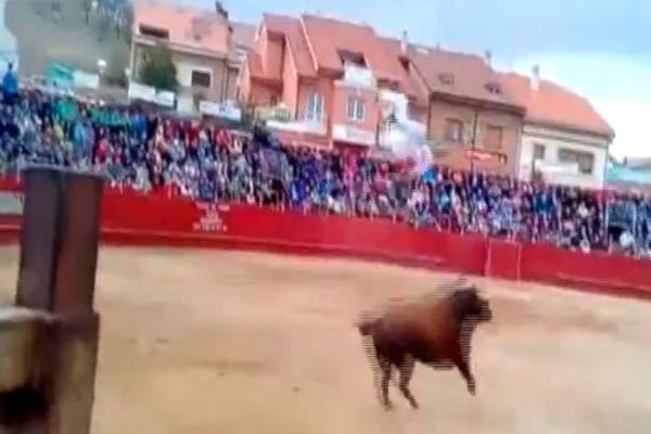 BIK GA BACIO 5 METARA UVIS: Jeziva sudbina mladića koji je izazivao životinju! (VIDEO)