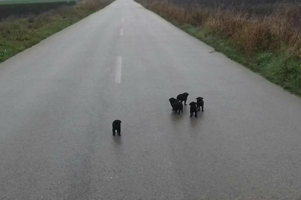 IMAJU LI SRCA? Neko je ostavio 5 ŠTENACA na putu DA UMRU, ali BORISLAV nije okrenuo glavu i odveo ih je na toplo!