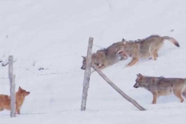 PAS NADMUDRIO TRI VUKA: Na GENIJALAN način se spasio od sigurne smrti! (VIDEO)