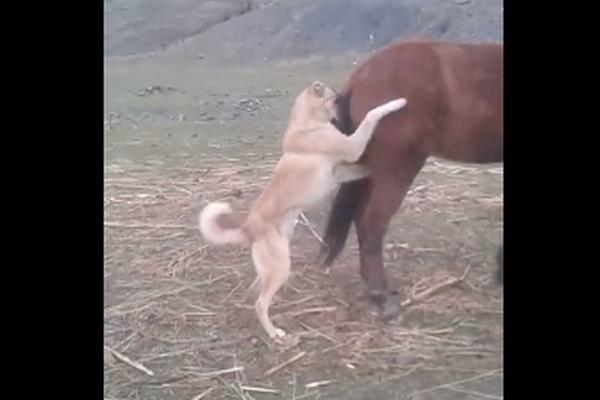 A HTEO JE SAMO MALO DA SE ZABAVI: Pas navalio na kobilu pa doživeo UŽASNU SUDBINU! (VIDEO)