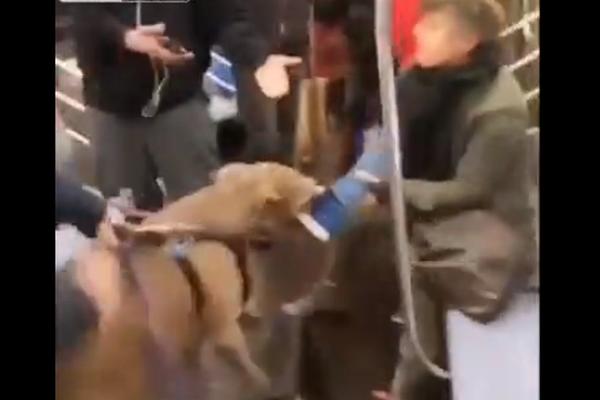 RAZULARENI PITBUL UMALO OTKINUO NOGU ŽENI: Putnici metroa preživeli horor! (VIDEO)