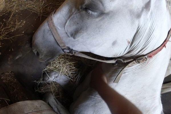 NEMOJ DA UMREŠ, SVE ĆE BITI U REDU: Farmer je tiho šapnuo svojoj KOBILI koja se borila za život, a onda se desilo PRAVO ČUDO! (VIDEO)