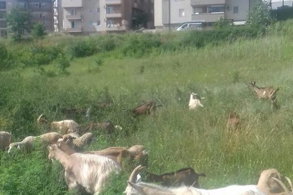 KOZE NAPALE BEOGRADSKO NASELJE! Stanovnici bukvalno ne mogu da se IZBORE sa ŽIVOTINJAMA!