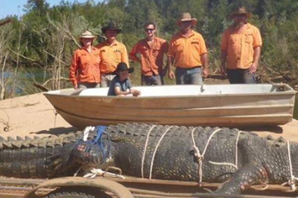 UHVAĆEN KROKODIL TEŽAK 600 KILOGRAMA: Skrivao se čak 10 godina, a sada su ga premestili da bi se izbegao kontakt s ljudima (FOTO)