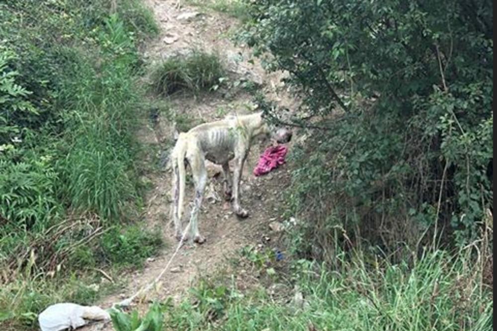 PRIZOR KOJI LEDI SVAKU KOST U TELU: Zar je moguće da se ove stvari dešavaju u Srbiji? (FOTO)