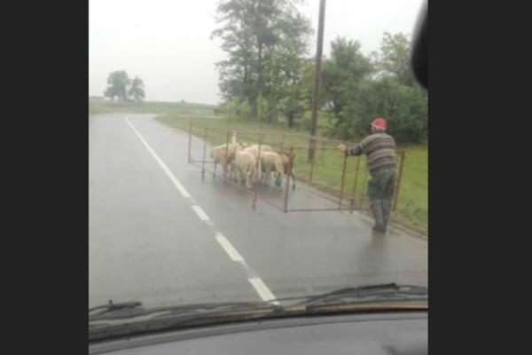 OVAJ DEDA JE ČISTI GENIJE: Način na koji on transportuje OVCE treba da uđe u udžbenike (FOTO)