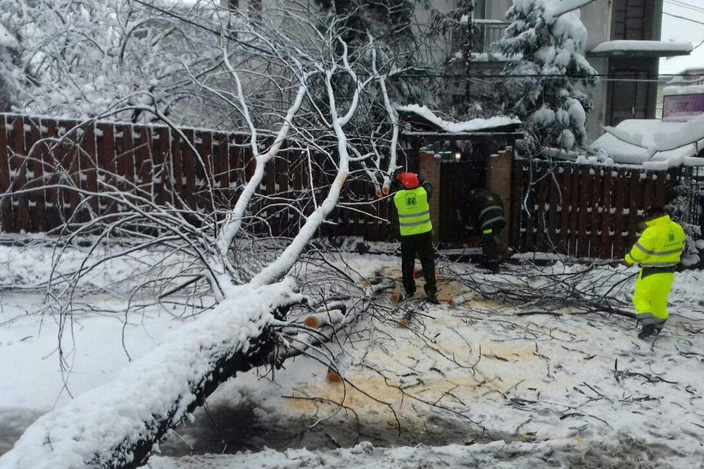 GRANE I STABLA U BEOGRADU PADALI NA ČAK 10 LOKACIJE! A kako je bilo kod vas?