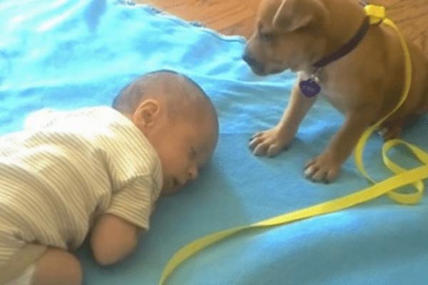 OSTAVILA JE BEBU SA PSOM U KREVETU: Kada je videla šta je štene uradilo, mogla je samo da ZAPLAČE! (VIDEO)