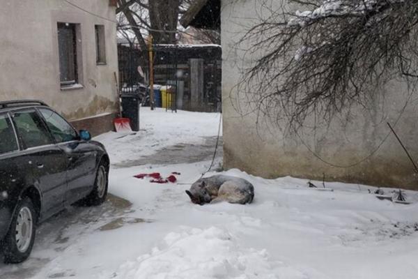 OVAJ PSIĆ SPAVA NA SNEGU BEZ KUĆICE! Ako imate psa, morate znati da OVO ne smete da radite! SKUPO ĆETE TO PLATITI