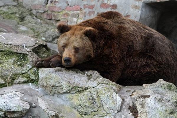 MEŠTANI PONOVO U STRAHU: Mečke prave HAOS u Ivanjici, evo šta su uradile PORODICI GOJKOVIĆ