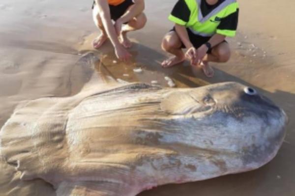 NA PLAŽI NAIŠLI NA NEVEROVATNU RIBU: Bili su u čudu kada se ovaj retki primerak nasukao na obalu (FOTO)