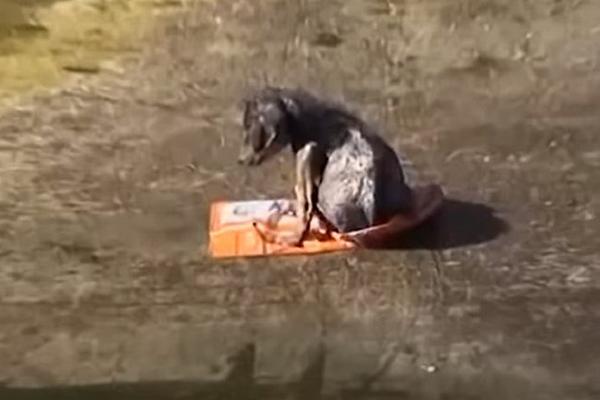 MALENI PAS JE DVA DANA TUŽNO SEDEO NA SMEĆU I TRESAO SE: Nije se micao sve dok mu ONI nisu došli u pomoć! (VIDEO)