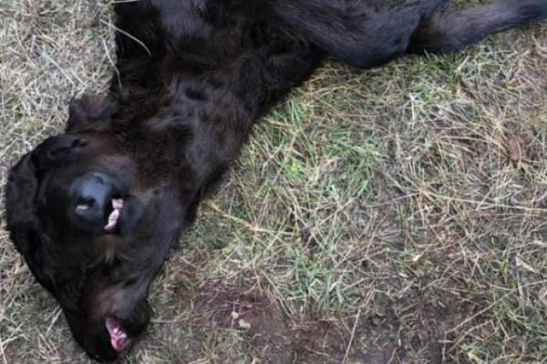 KADA SAM SHVATILA ŠTA JE, NISAM HTELA NI DA POGLEDAM: Ovo jezivo stvorenje se rodilo u Americi! PRAVO ČUDO! (FOTO)