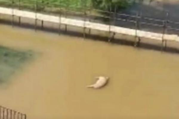 POSLEDICA LJUDSKOG NEMARA ILI JE NABUJALA REKA? Beograđani ZAPREPAŠĆENI prizorom ispod Brankovog mosta (VIDEO)