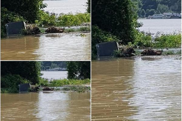 BEOGRAĐANIN OSTAVIO PSE VEZANE NA LANCU DO POLA U VODI: Sad se oglasio sa odgovorom KOJI ĆE VAS RAZBESNETI (VIDEO)