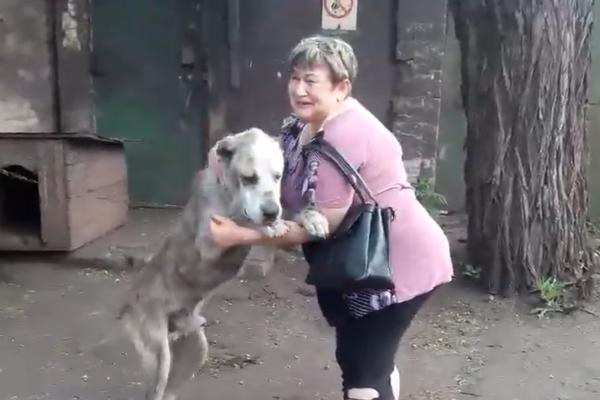 NEKO JOJ JE UKRAO PSA IZ DVORIŠTA: Posle dve godine, ponovo se pojavio! Njihov SUSRET je raznežio svet (VIDEO)