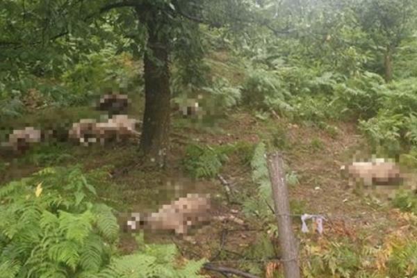 NEVREME OSTAVILO PUSTOŠ PO SRBIJI: Grom je u ovom gradu POBIO OVCE, prizor odatle BOLI (FOTO) (VIDEO)