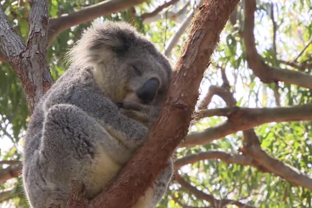 ŠTA SE DEŠAVA SA KOALAMA I HOĆE LI NESTATI: Trećina populacije nastradala u požarima