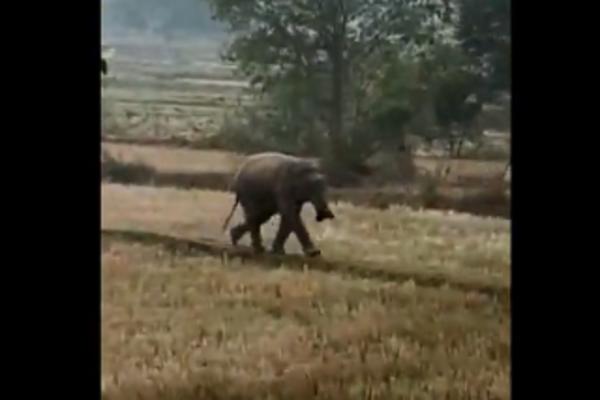 SLON MU JE UŠAO U NJIVU, PA GA JE UDARAO ŠTAPOM: To mu je bila najveća greška (VIDEO)