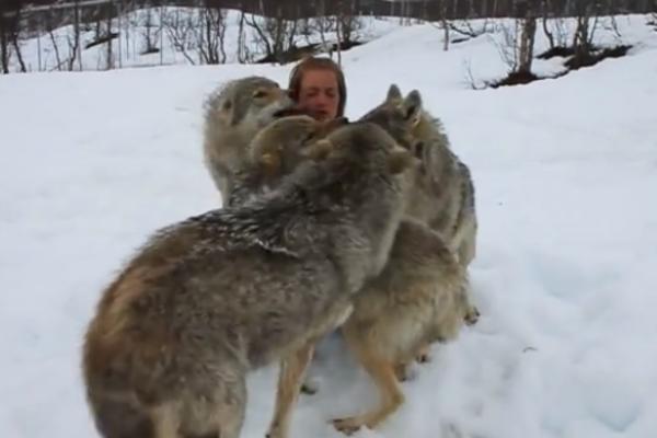 PLES SA VUKOVIMA: Ovaj video je malo koga ostavio ravnodušnim, neće ni vas (VIDEO)