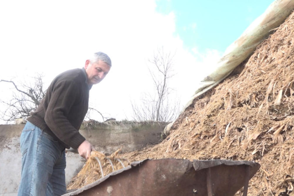 OTAC I SIN IZ SELA SLATINA NE ODUSTAJU OD GOVEDARSTVA! Junad kod Đurovića teška su 600 kilograma! (FOTO)