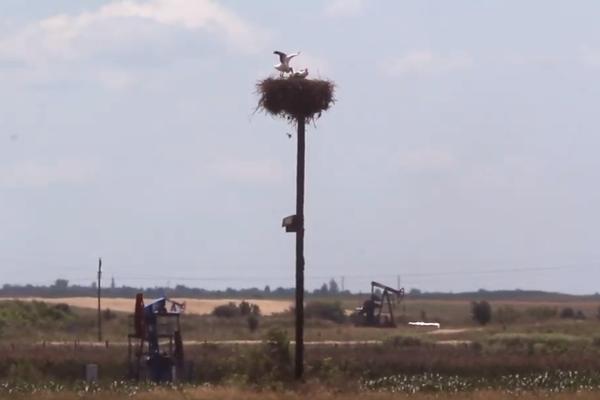 PRVOJE JE TU! Najpoznatija SRPSKA RODA već 8 godina NAJAVLJUJE PROLEĆE, sad je došao RANIJE NEGO IKAD (FOTO)